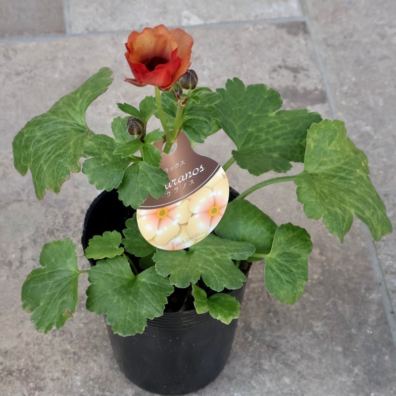 画像(最後の4枚)の現品1点限り☆ラナンキュラス・ラックス「ウラノス