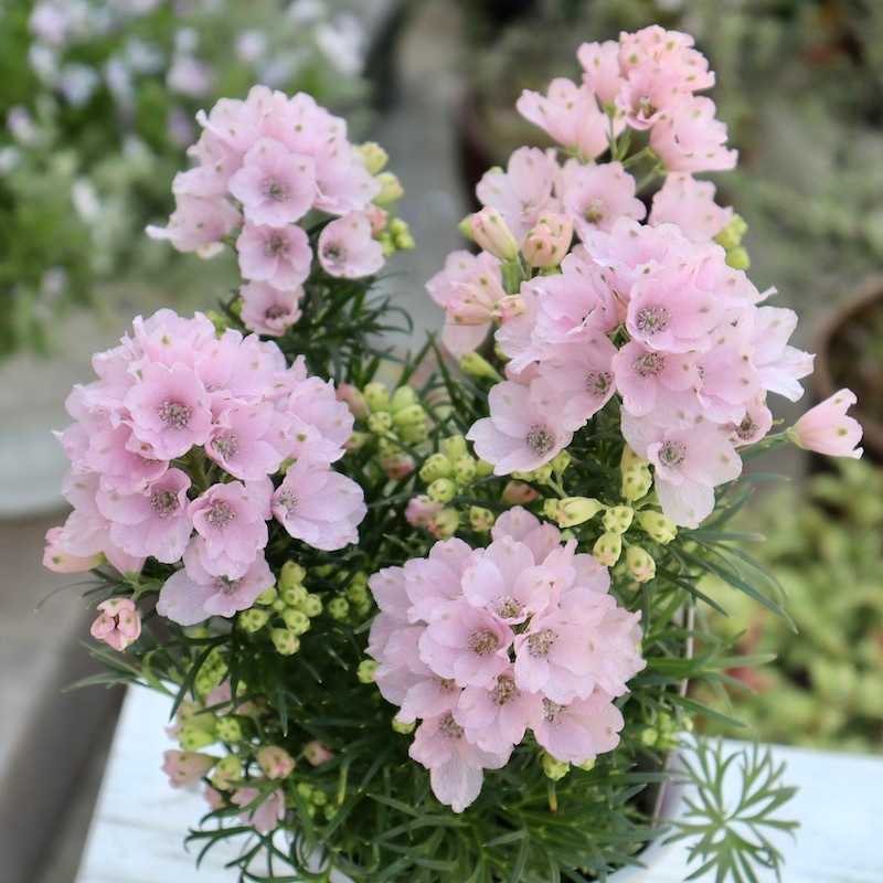 やっぱり可愛い♪デルフィニウム「さくらひめ」【4号鉢】