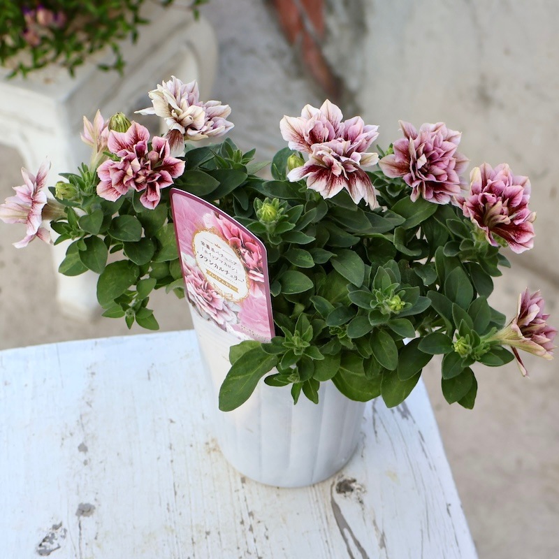 画像の現品!! 花日和さんの八重咲きペチュニア・ホイップマカロン