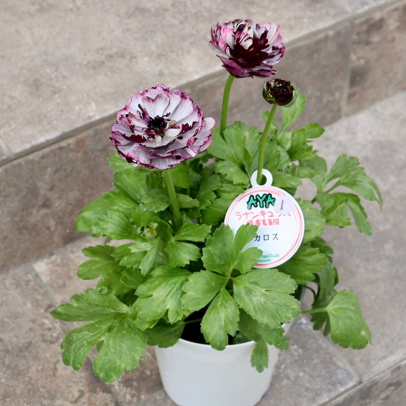 希少品☆画像の現品!! 綾園芸さんの変わり咲きラナンキュラス