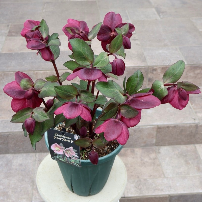 超お買得♪《風散歩で3年超の画像の現品》自然開花の特大7号鉢