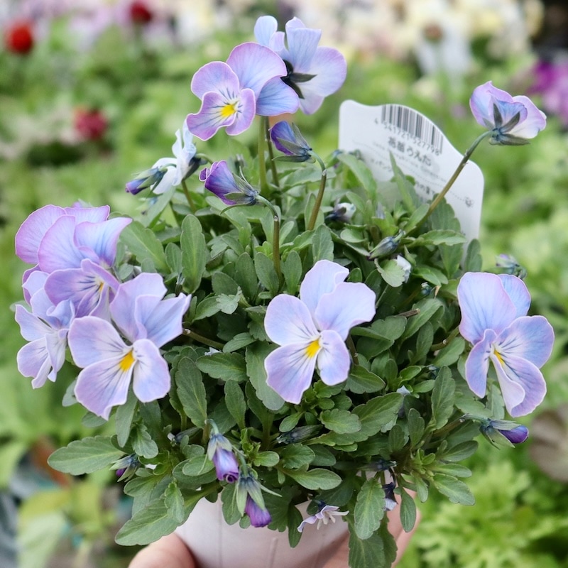 今年も入荷♪すごく綺麗☆高知・植田さんのビオラ☆試験品種〈24-2〉