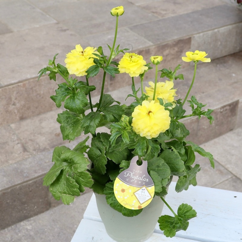 画像(最後3枚)の現品1点のみ☆ラナンキュラス・ラックス「ピュタロス