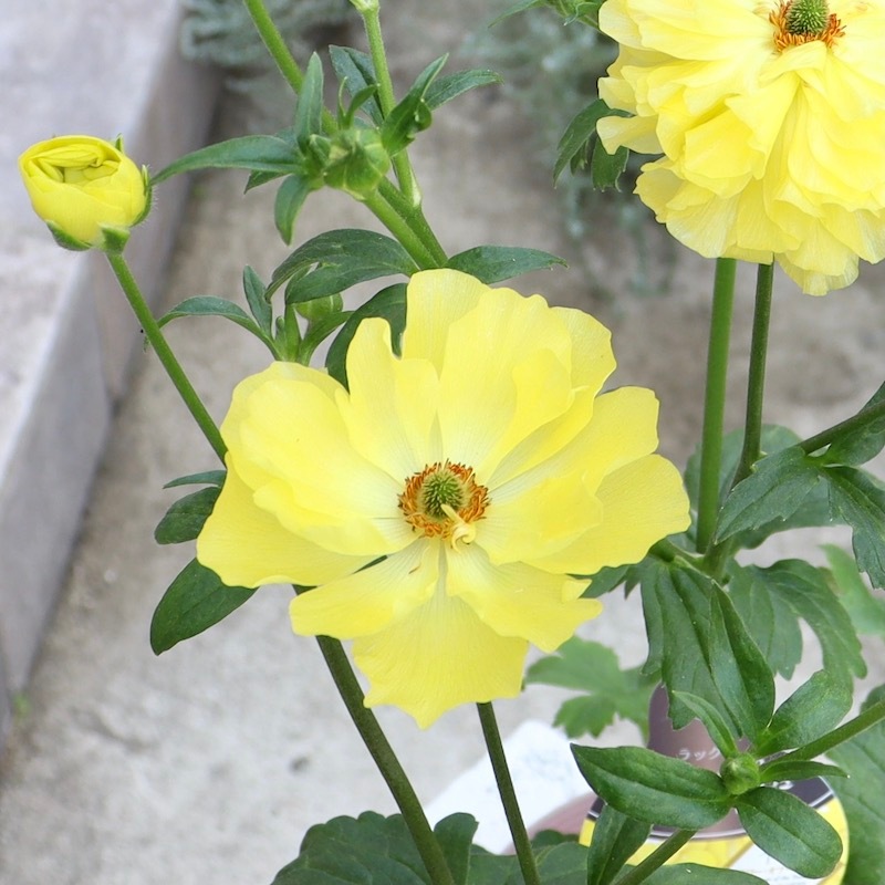 画像(最後3枚)の現品1点のみ☆ラナンキュラス・ラックス「ピュタロス