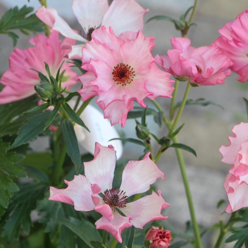 画像の現品1点限り!!【5号鉢】ラナンキュラス・ラックス「イーシス」