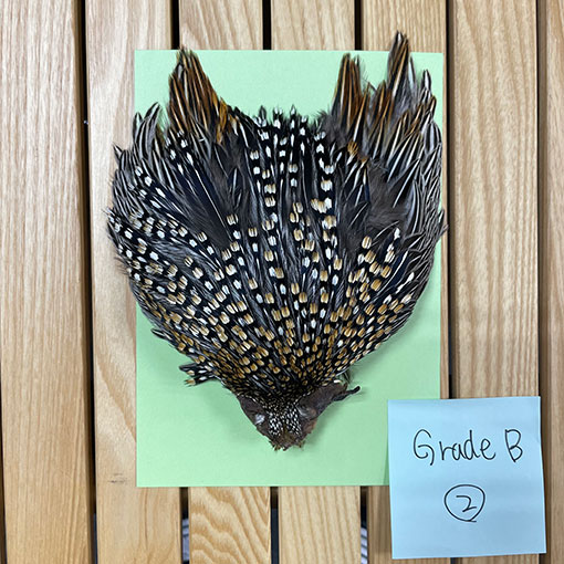 ジャングルコック