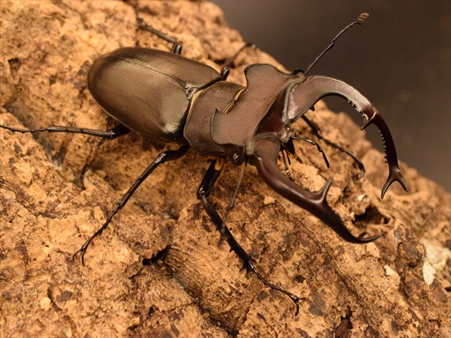 即ブリ可】ユダイクスミヤマクワガタ80mmペア | 外国産クワガタ 成虫