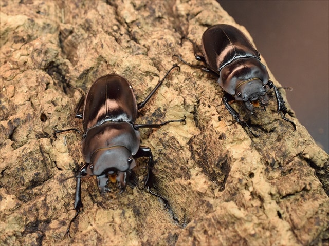 ヤエヤママルバネクワガタ ペア ヤエヤママルバネ 61mmup ペア 西表島