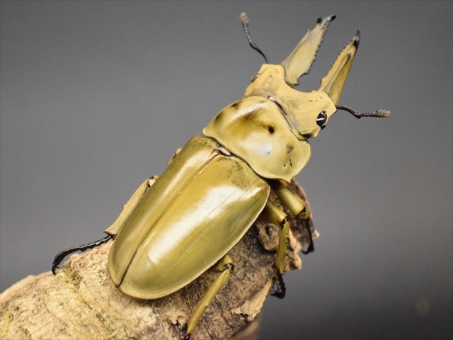 新成虫】モセリオウゴンオニクワガタ64mmペア | 外国産クワガタ 成虫