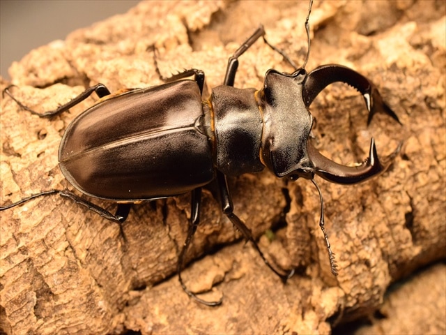 ♂単品】アクベシアヌスミヤマクワガタ78mm | 外国産クワガタ 成虫 | 極