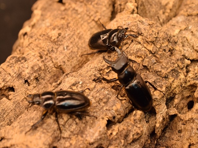 希少】ミクラミヤマクワガタ30mm産卵安心セット | 国産クワガタ 成虫