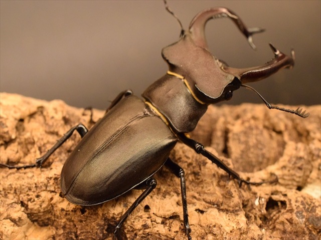 即ブリ可】ユダイクスミヤマクワガタ80mmペア | 外国産クワガタ 成虫