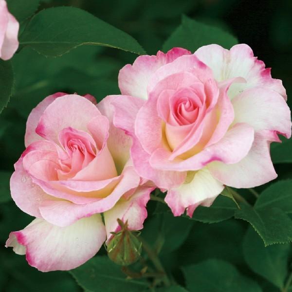 1_000000003991.jpg?1740383332