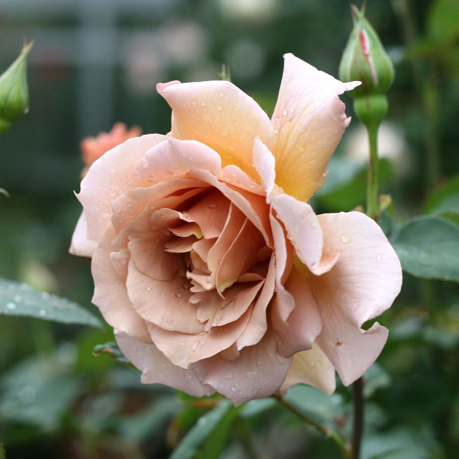 バラ苗 予約新苗 2026 ジュリア Julia 国産ノイバラ台木使用 | 予約新