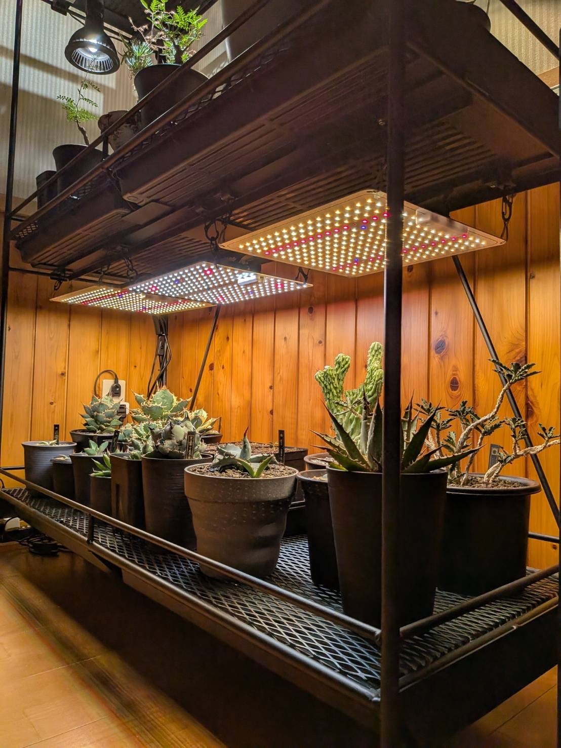 全段水受けトレー付き植物棚 ライティングレール ボタニカルシェルフ