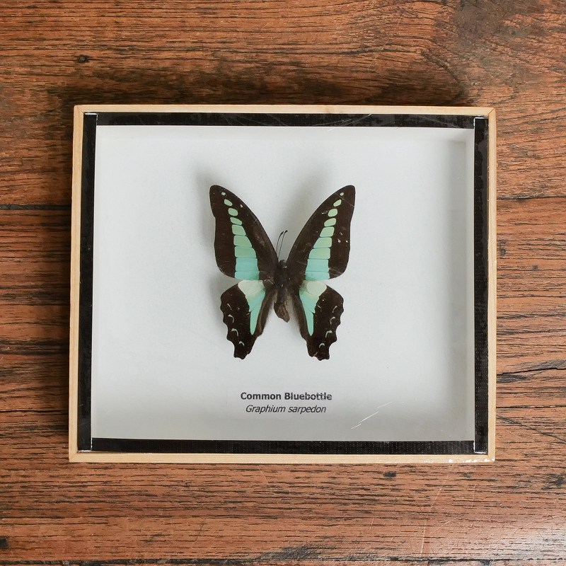 蝶標本｜マライカ公式通販