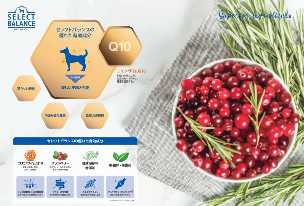 セレクトバランス アダルト ラム 小粒 1才以上の成犬用