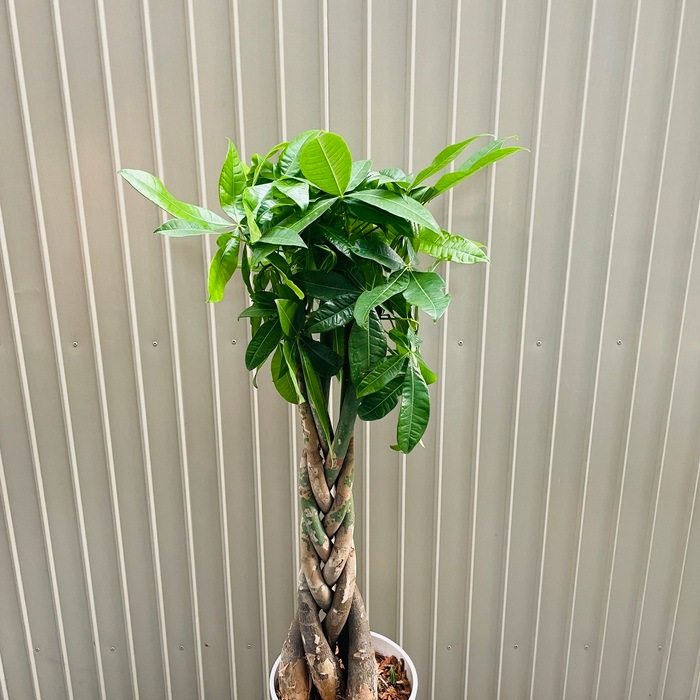 観葉植物 パキラ 5本編み 7号鉢 大型株 95cm 編み込み 発財樹 幸運の樹