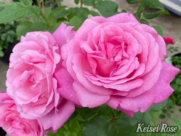 ディジリー（大苗）7号鉢植え バラ苗 《農林水産省 品種登録出願済