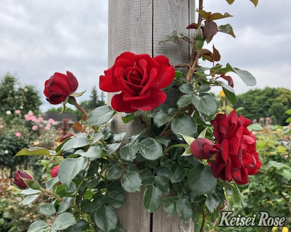 ライデンシャフト（大苗） 7号鉢植え つるバラ コルデス バラ苗 《農林