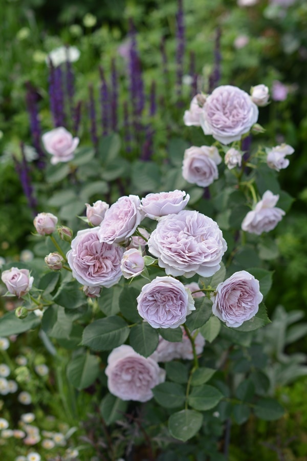 マロン（大苗）7号鉢植え バラ苗 《農林水産省 登録品種》 四季咲き