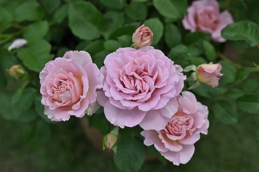 サクラ・クリスタル（大苗） 7号鉢植え シュラブローズ タンタウ バラ