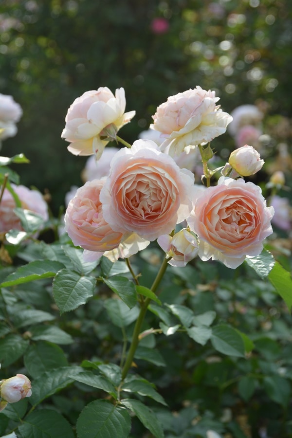 たまくしげ（大苗）7号鉢植え 四季咲き中輪房咲き系（フロリバンダ