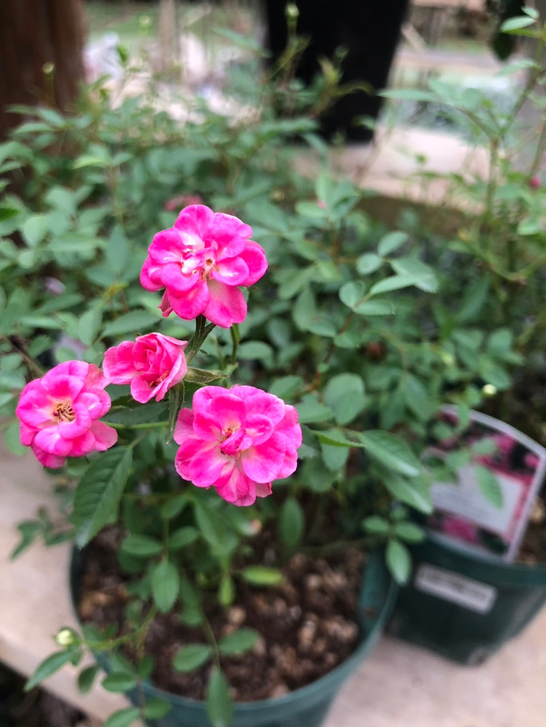 あきつしま（大苗）7号鉢植え 四季咲き中輪房咲き系（フロリバンダ