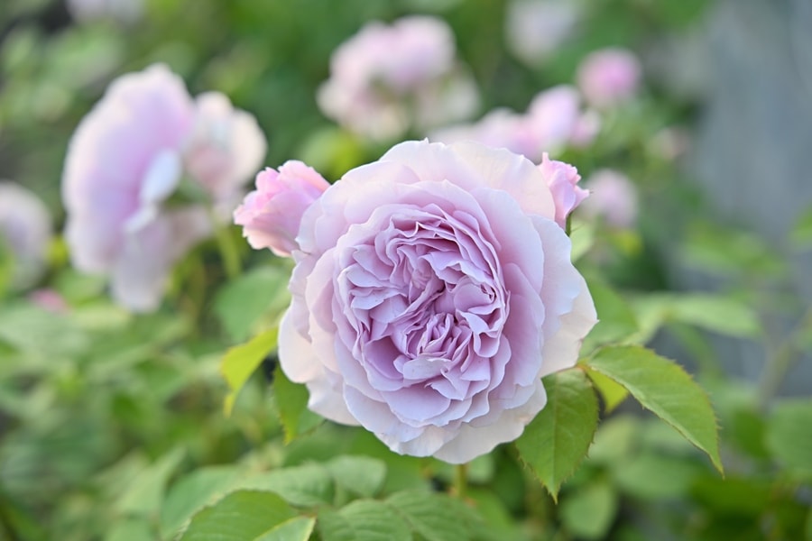 バラ苗 Roses,樹形や花色・花の大きさから選ぶ,シュラブ樹形（半つる性