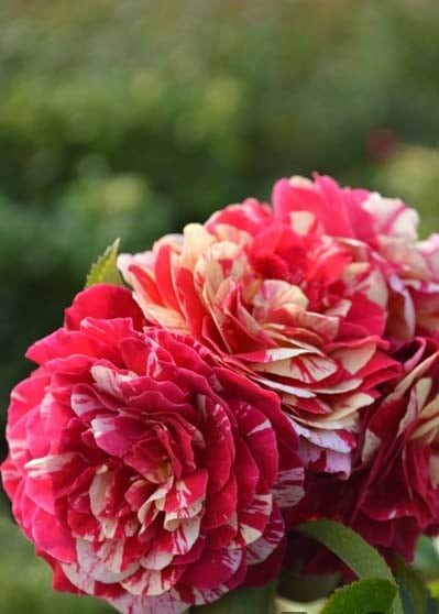 トイ・トイ・トイ！（大苗）7号鉢植え バラ苗 《農林水産省 登録品種