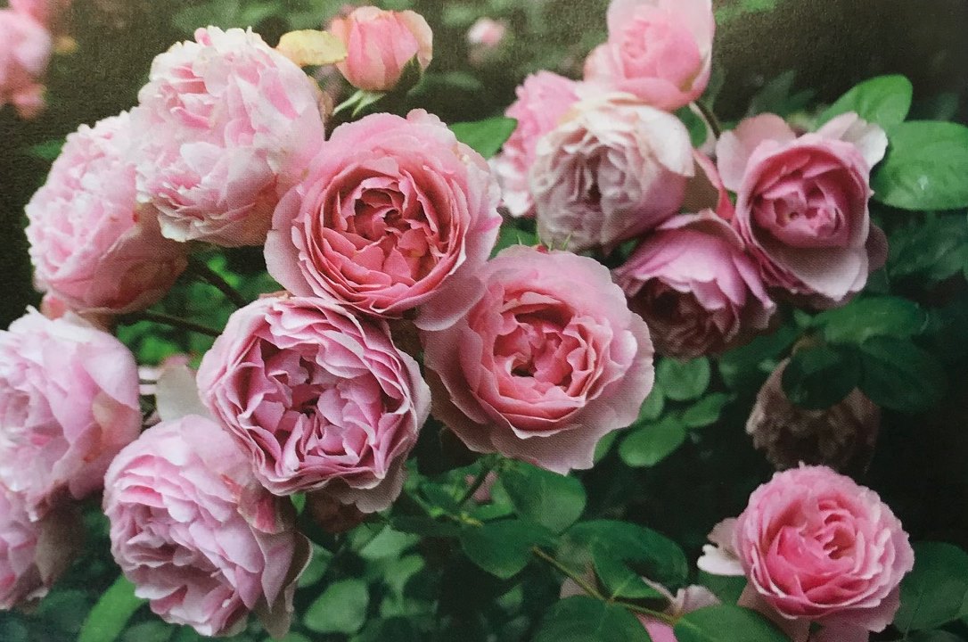 アントニオ・ガウディ（大苗）7号鉢植え バラ苗 つるバラ ピンク