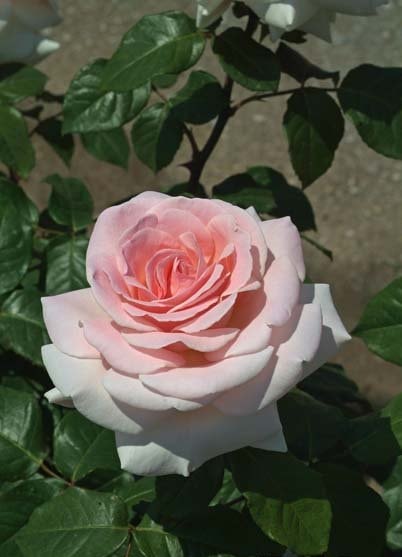 マイガーデン（大苗）7号鉢植え バラ苗 《農林水産省 登録品種