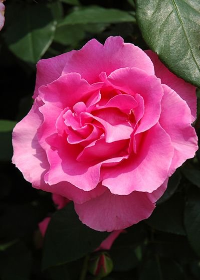 ザ・マッカートニー・ローズ（大苗）7号鉢植え バラ苗 四季咲き大輪系