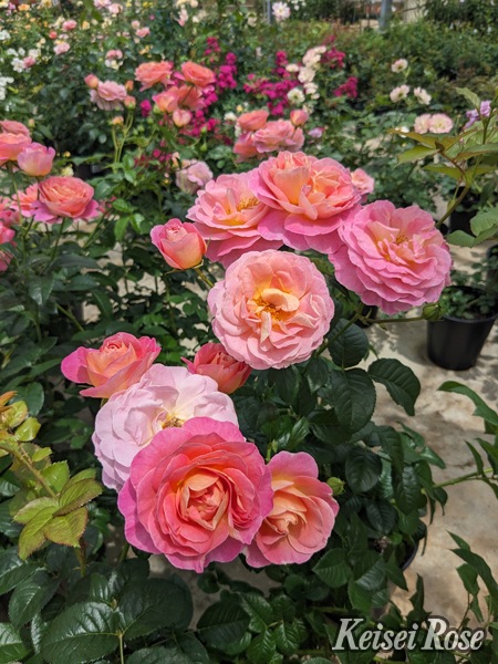 ドイツ】 薔薇の透かしのトング【純銀】ローズ 16cm ドイツ】 薔薇の