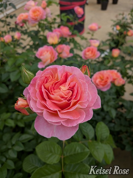 ドルンブルガー・シュロスローズ（大苗）7号鉢植え バラ苗 四季咲き中