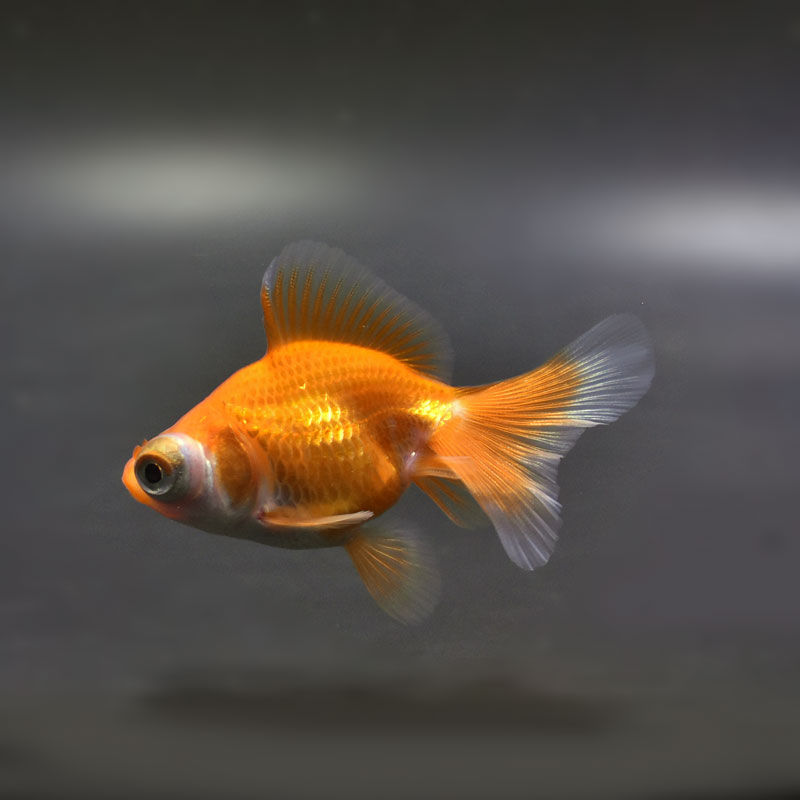 金魚王子】レッド蝶尾 7±1cm前後 (個体番号：cde556) 金魚 きんぎょ