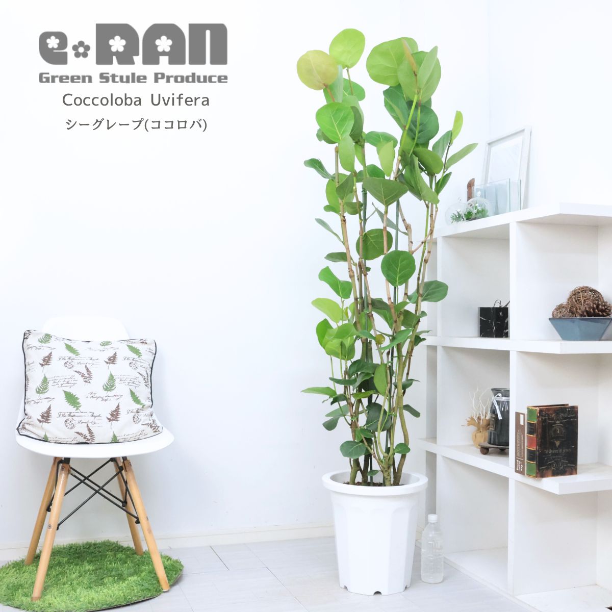 観葉植物 大型 シーグレープ(ココロバ) 10号鉢 白 高さ約170cm 自然樹