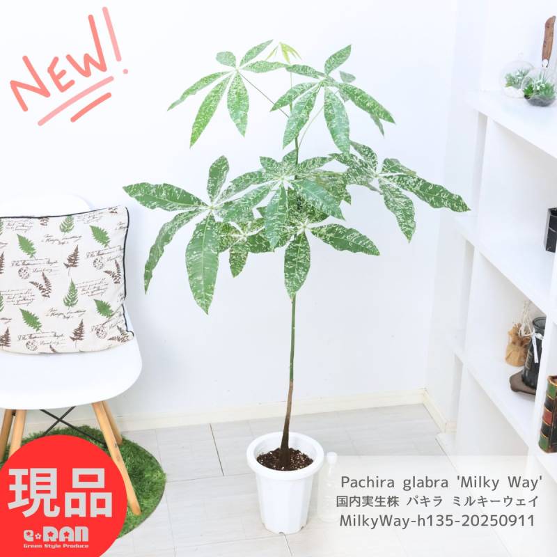 希少な大株 国内実生株 斑入り パキラ ミルキーウェイ 高さ135cm 7号鉢