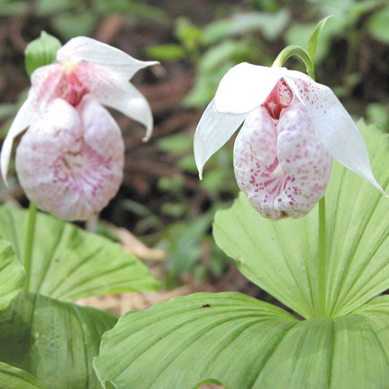 希少品】台湾クマガイソウ 花芽1＋葉芽1株 | | 山野草（科名別）,ラン
