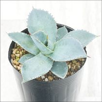 アガベ・ワコマヒー 5号ポット | | アガベ（リュウゼツラン） | 四国