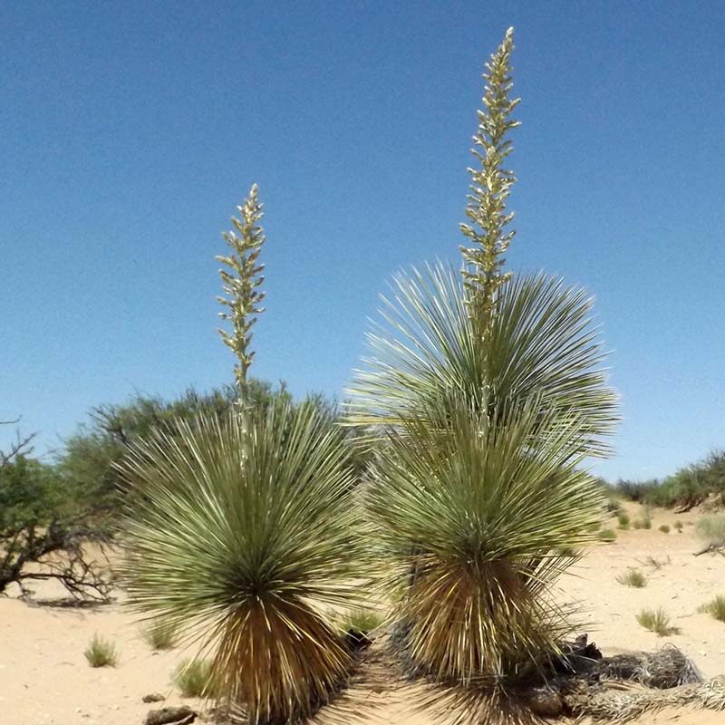 ユッカ・エラータ 5号 ロングスリット鉢 | | ドライガーデンプランツ