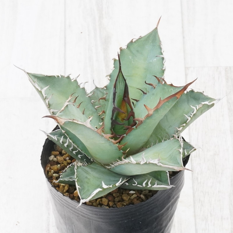 アガベ・オテロイ(チタノタ・グリーン） 中株 3号ロングポット