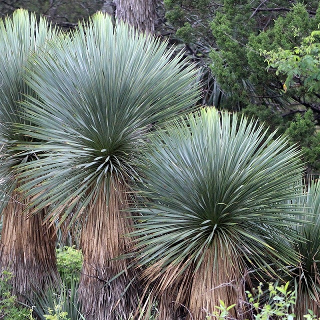 ユッカ・ロストラータ「ブルー・ベルベット」 5号ロングスリット鉢