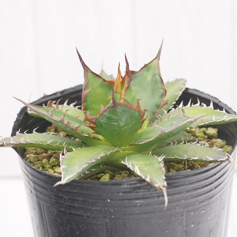 数量限定】アガベ・ホリダ 陽炎 3号ポット | | アガベ実生選抜株