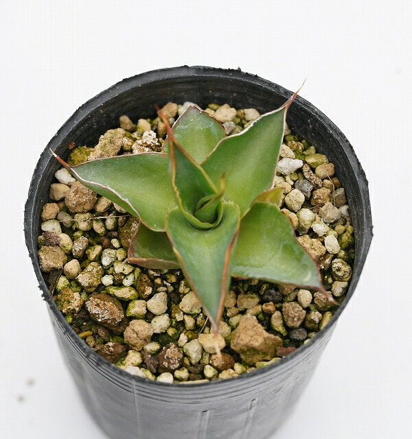 アガベ・クリソグロッサ 2号ロングポット | | アガベ（リュウゼツラン