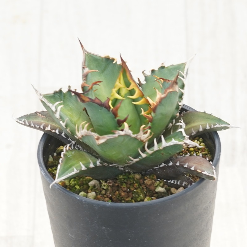 アガベ・チタノタ「レッドキャット・ウィーズル」 3.5号鉢