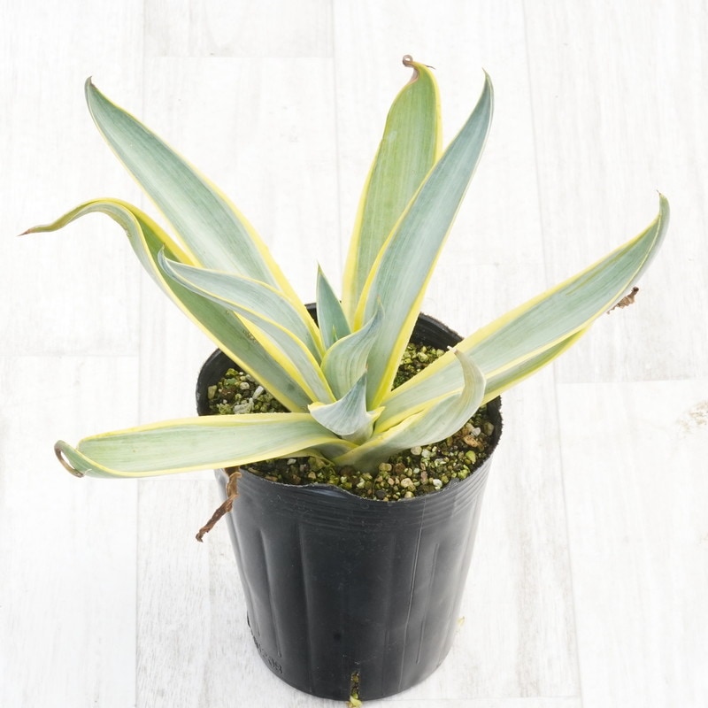 アガベ・デスメティアナ「ブルームーン」 4号ロングポット | | アガベ