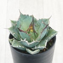 アガベ・チタノタ「三叉戟（トライデント）」 3.5号鉢 | | チタノタ銘
