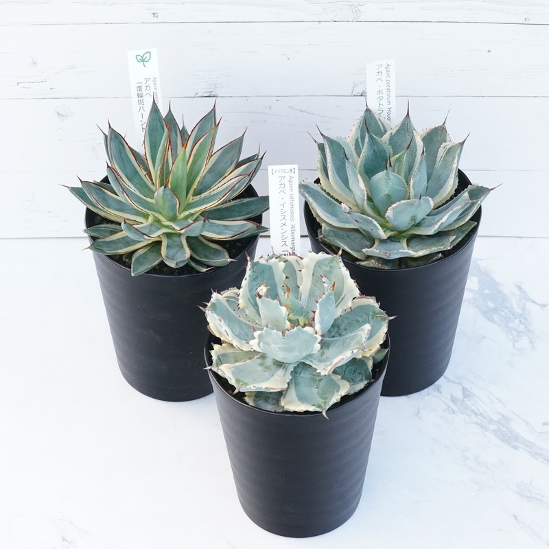 アガベ 斑入り銘品3種セット（カブトガニ錦・バーントバーガンディ錦