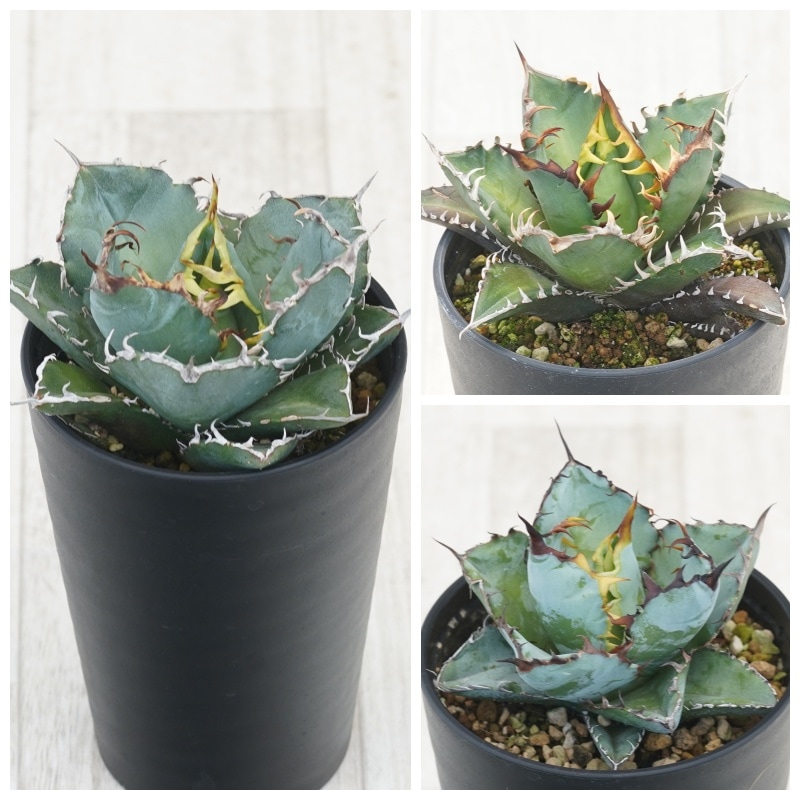 tomu 】アガベ チタノタ レッドキャットウィーズル 白鯨 黒鯨 金剛